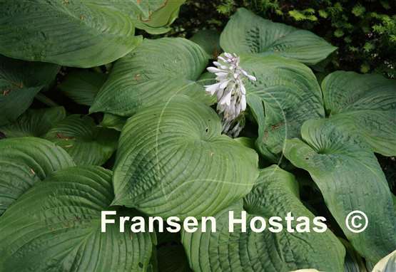 Hosta Jurassic Park