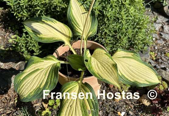 Hosta Jurassic Sun