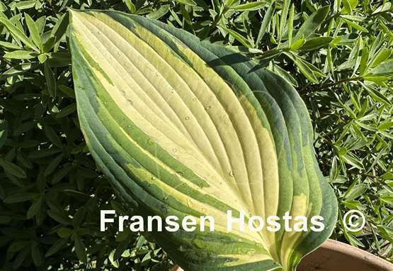 Hosta Jurassic Sun