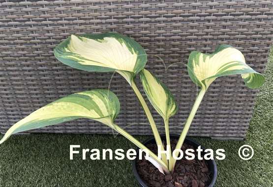 Hosta Jurassic Sun