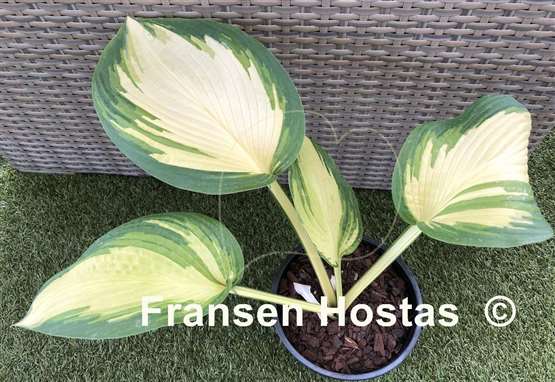 Hosta Jurassic Sun