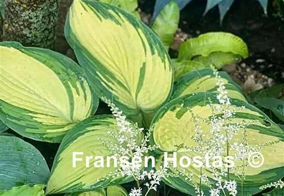 Hosta Jurassic Sun