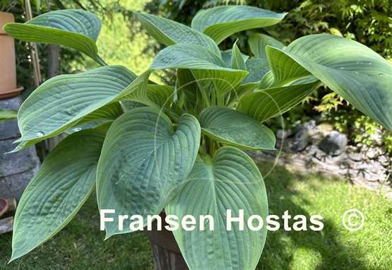Hosta Jurassic World