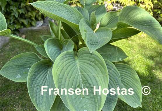 Hosta Jurassic World