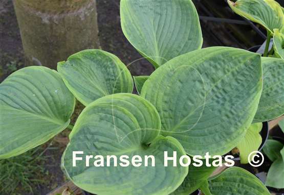 Hosta Jurassic World