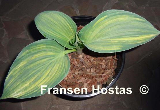 Hosta Jurassic Park Streaked