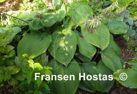 Hosta Jurassic Park