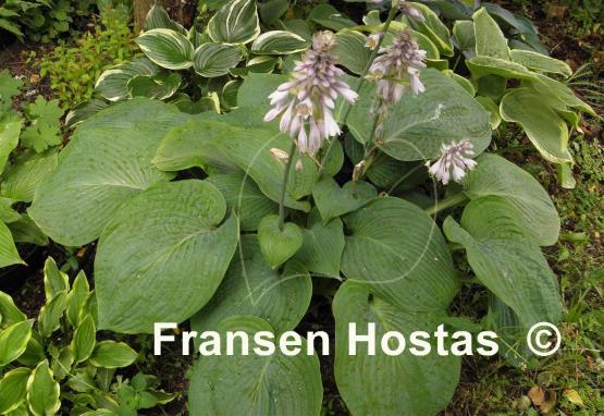 Hosta Jurassic Park