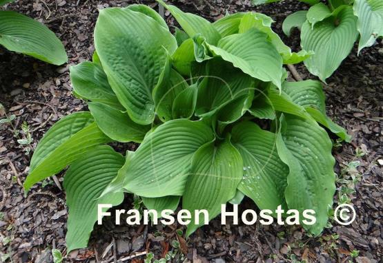 Hosta Jurassic Park