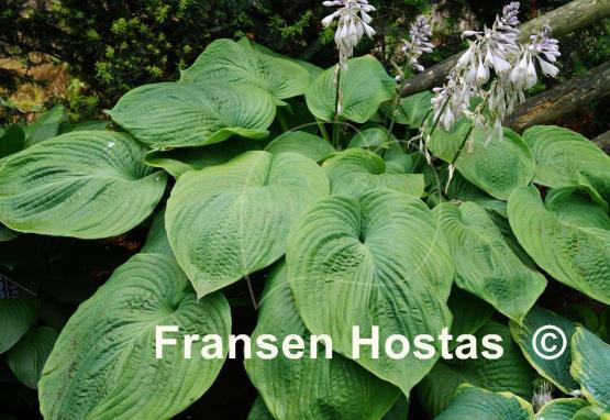 Hosta Jurassic Park