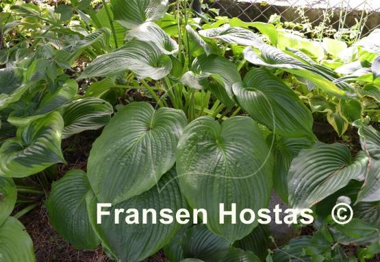 Hosta Jurassic Park