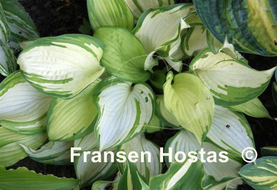 Hosta Jurassic Sun