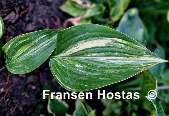 Hosta Justice of Peace
