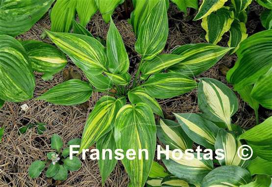 Hosta Justice of Peace
