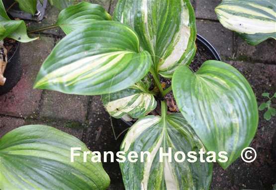 Hosta Justice