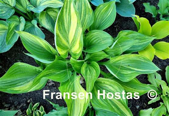 Hosta Justice