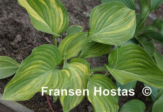 Hosta Justice