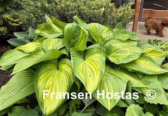 Hosta Justice