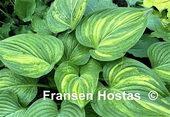 Hosta Justice