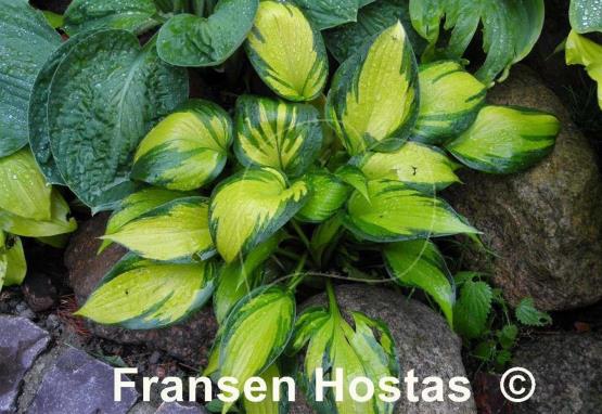 Hosta Justine