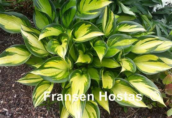 Hosta Justine