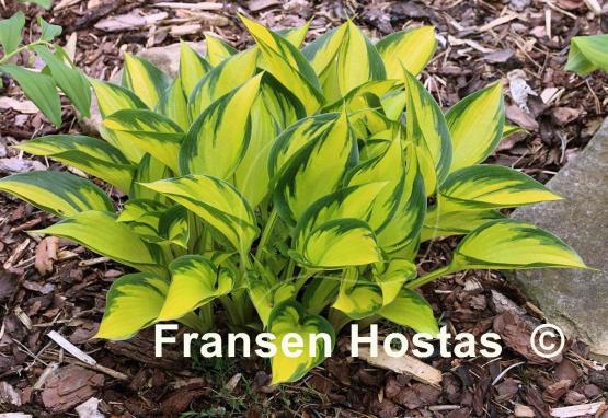 Hosta Justine - Fransen Hostas