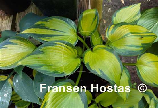 Hosta Justine