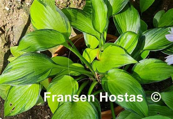 Hosta Justine