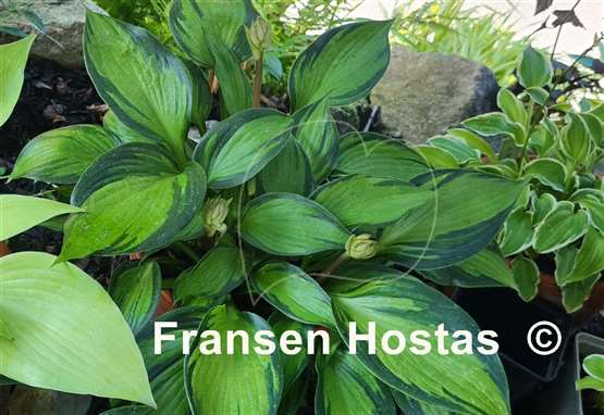 Hosta Justine