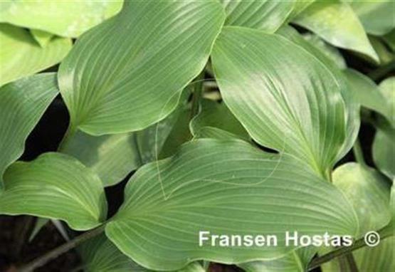 Hosta James A. Garfield