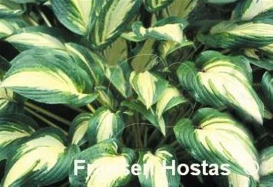 Hosta Jerry Landwehr