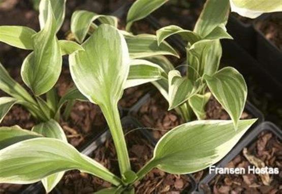 Hosta Joyful