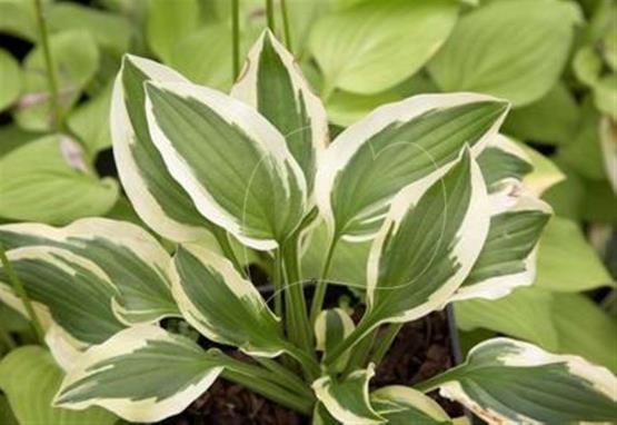 Hosta Junior Miss