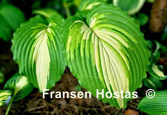Hosta Kabigan Falls