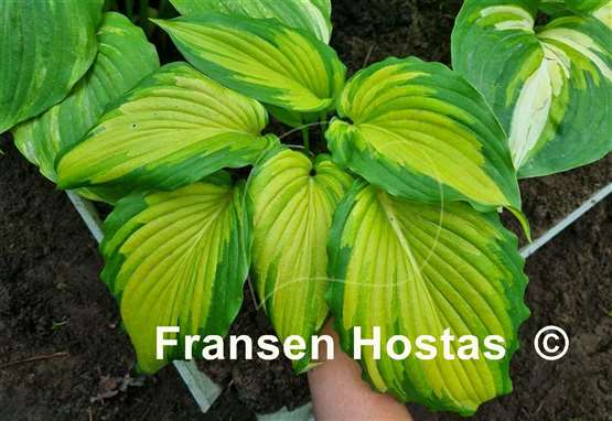 Hosta Kabigan Falls