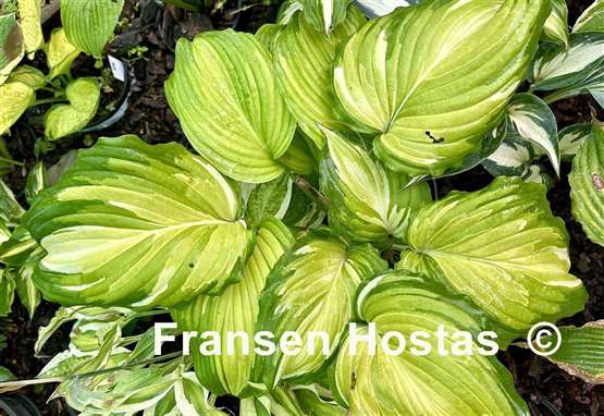 Hosta Kabigan Falls
