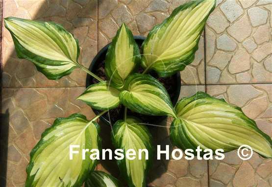 Hosta Kabigan Falls