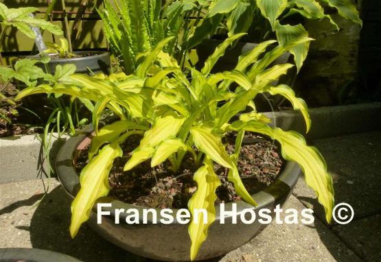 Hosta Kabitan