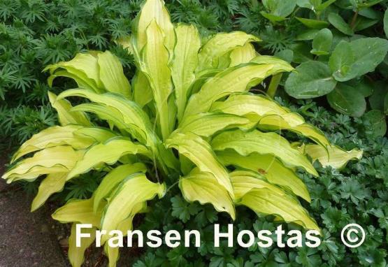Hosta Kabitan