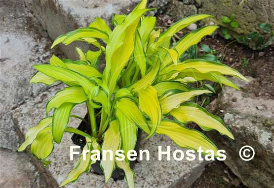 Hosta Kabitan