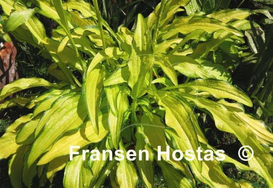 Hosta Kabitan