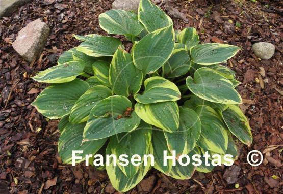Hosta Kabuki