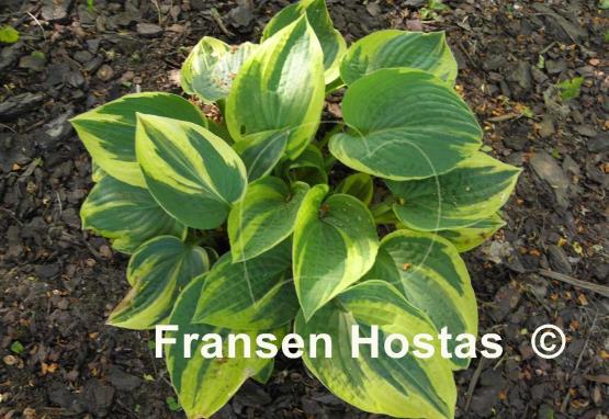 Hosta Kabuki