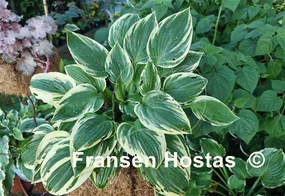 Hosta Kabuki