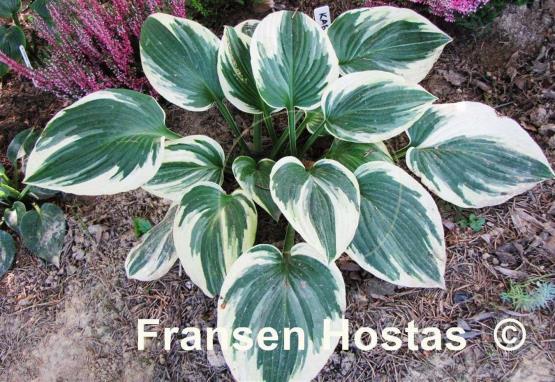 Hosta Kabuki