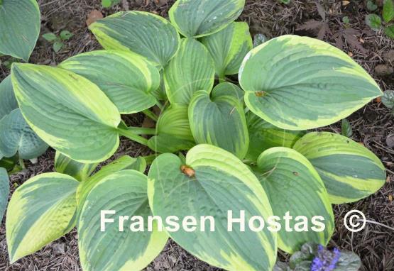 Hosta Kabuki