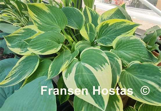 Hosta Kabuki