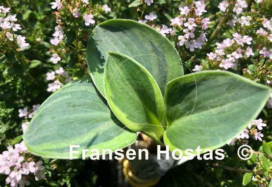 Hosta Kafka's Mouse