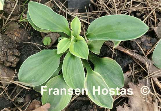 Hosta Kafka's Mouse