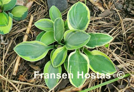 Hosta Kafka's Mouse